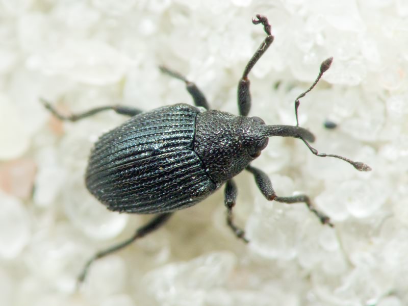 Ceutorhynchus minutus (Reich, 1797)